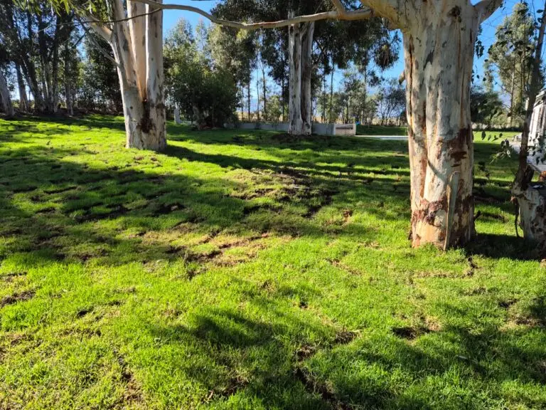 renewal recovery ranch forest area