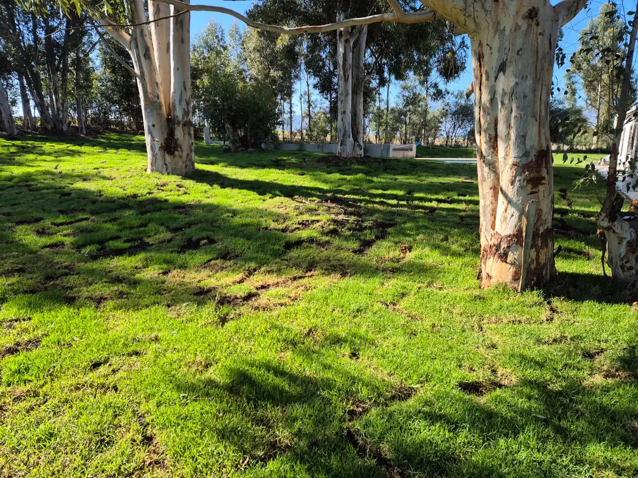 renewal recovery ranch forest area
