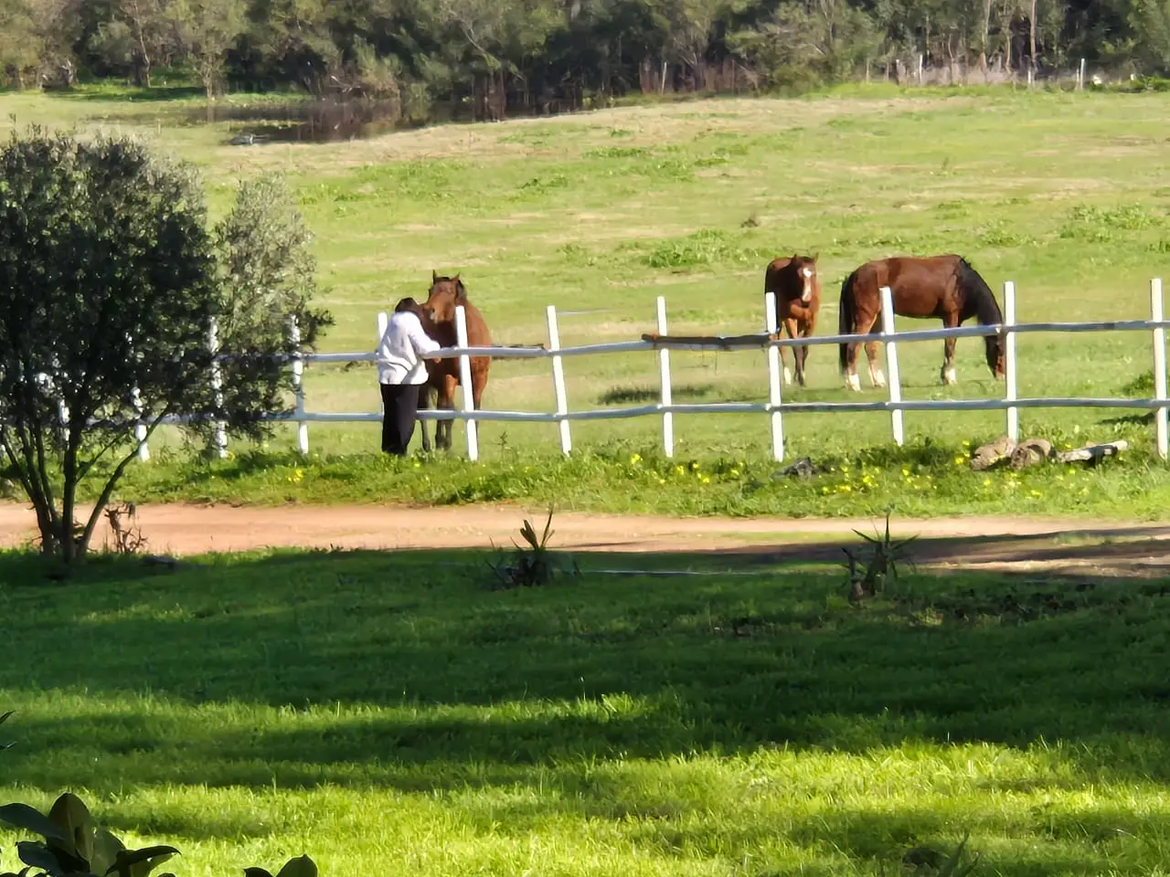renewal recovery ranch horses grazing