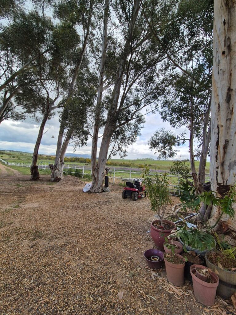 renewal recovery ranch trees