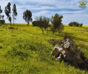 peaceful natural environment for addiction recovery Cape Town