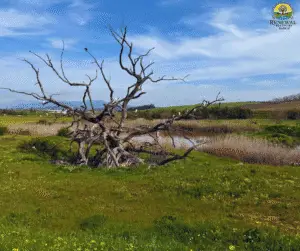 peaceful natural environment for addiction recovery Cape Town